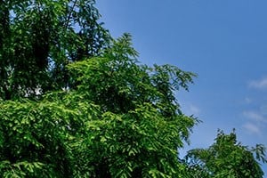 Site sign